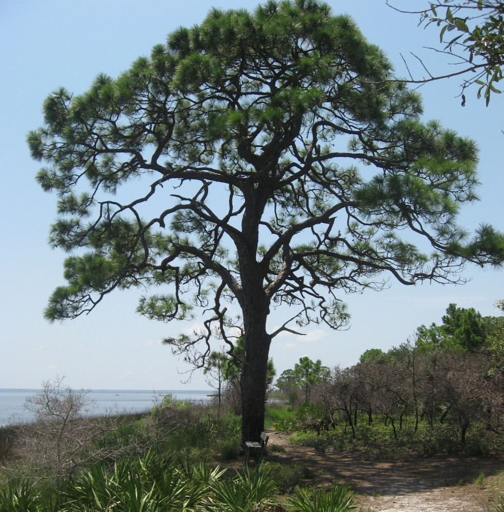 slash_pine